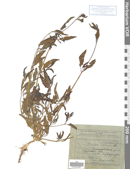 VOR 0024951