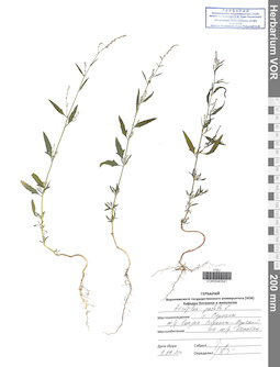 VOR 0040541