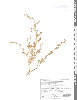 VOR 0024917