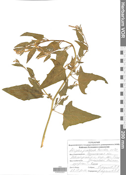 VOR 0022501