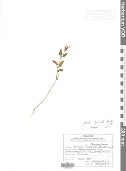 VOR 0022502