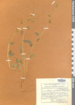 VOR 0022504