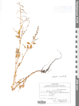 VOR 0022507