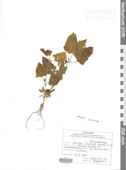 VOR 0022508