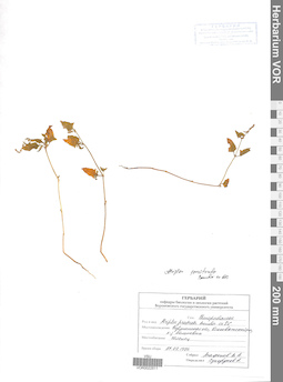VOR 0022511