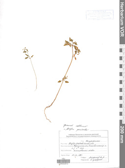 VOR 0022512
