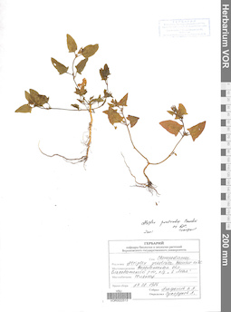 VOR 0022513