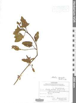 VOR 0022514