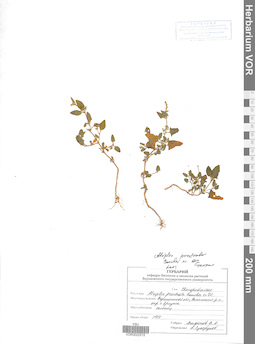 VOR 0022515