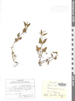 VOR 0022516