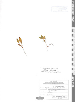 VOR 0022590