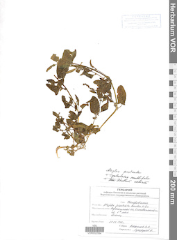 VOR 0022594