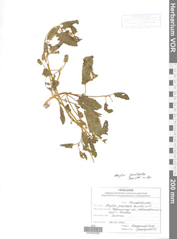 VOR 0022595