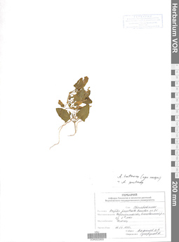 VOR 0022605