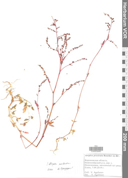 VOR 0039483