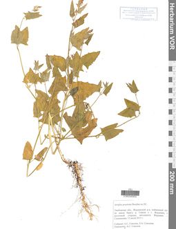 VOR 0040654
