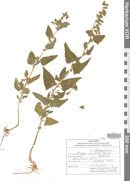 VOR 0022525
