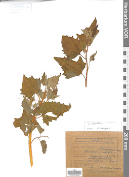 VOR 0024949
