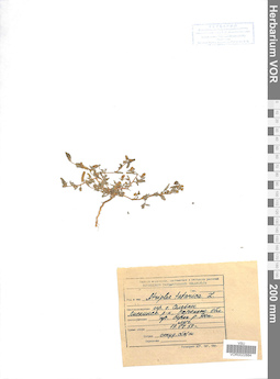 VOR 0022884