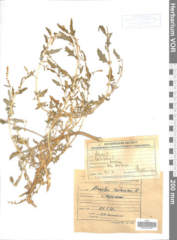 VOR 0022887