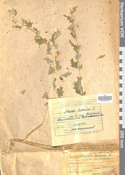 VOR 0022897