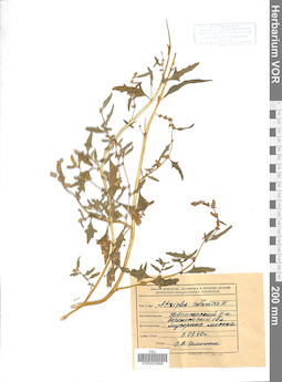 VOR 0022898