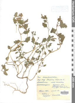 VOR 0022905