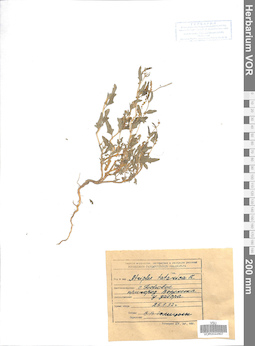 VOR 0022907