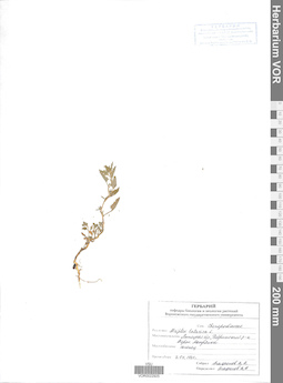 VOR 0022925