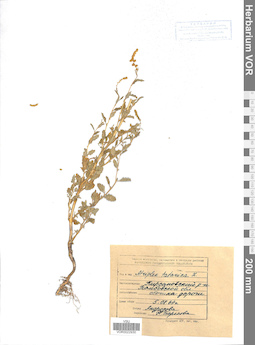 VOR 0022930