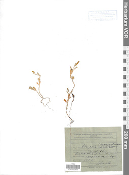 VOR 0022935