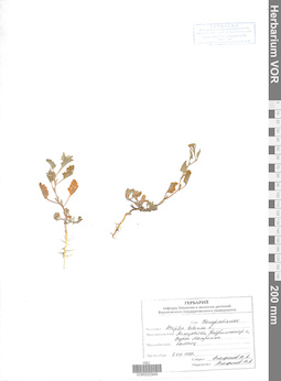 VOR 0022945