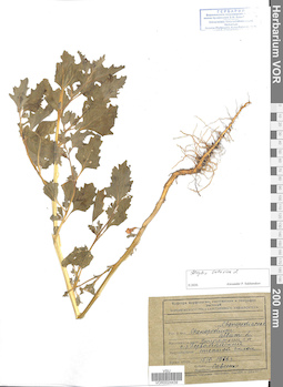 VOR 0024439