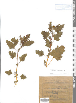 VOR 0026090