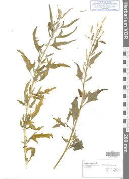 VOR 0040266