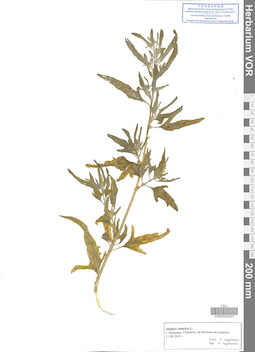 VOR 0040267