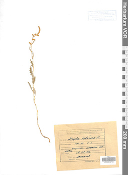 VOR 0042700