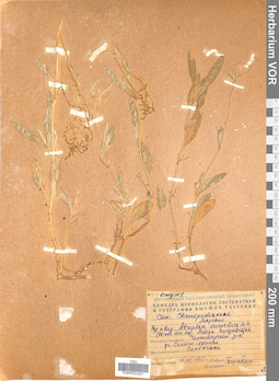 VOR 0022527