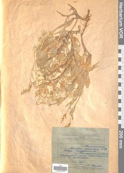 VOR 0022529