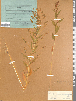 VOR 0022815