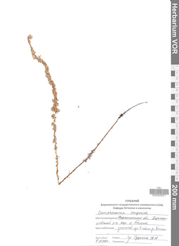 VOR 0023077