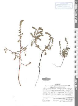 VOR 0039824