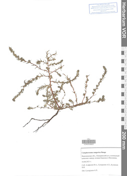 VOR 0039825