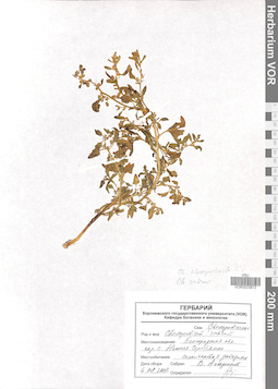 VOR 0023873