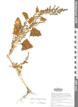 VOR 0039484