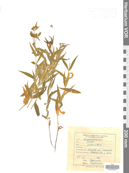 VOR 1008421
