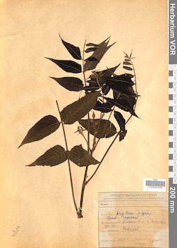 VOR 0042548