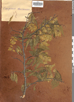 VOR 0024979