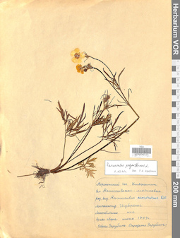 VOR 0040111