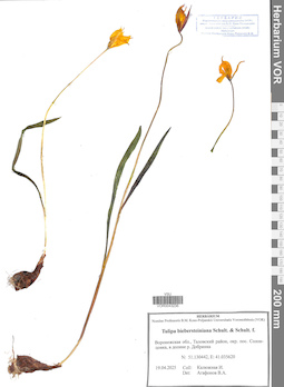 VOR 0043236
